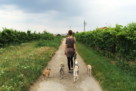 Hundebesitzerin mir vier Hunden.