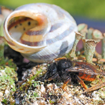 Link zu Wildbienenfreundlicher Garten