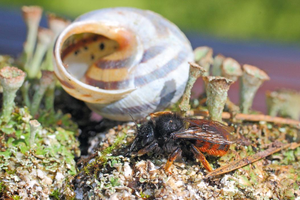 Tipps für einen Wildbienenfreundlichen Garten