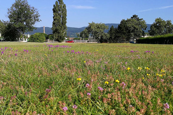 Wiese beim Alois Jirovetz-Haus in Traiskirchen.
