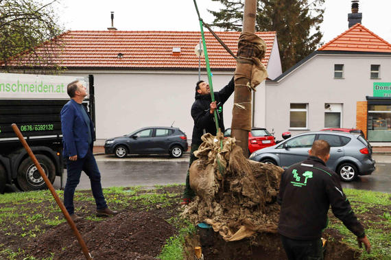 Bgm. Andreas Babler beim Baumpflanzen