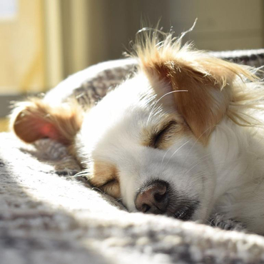 Link zur Hundehaltung
