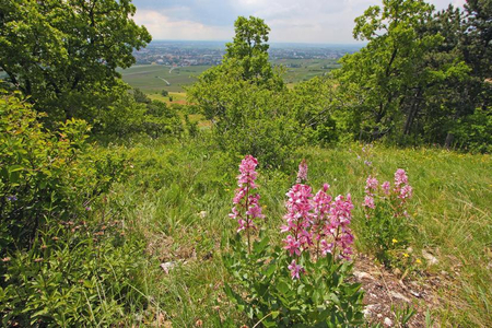 Bild einer Blumenwiese