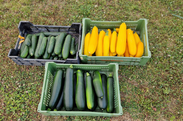 Zuccini und Gurken