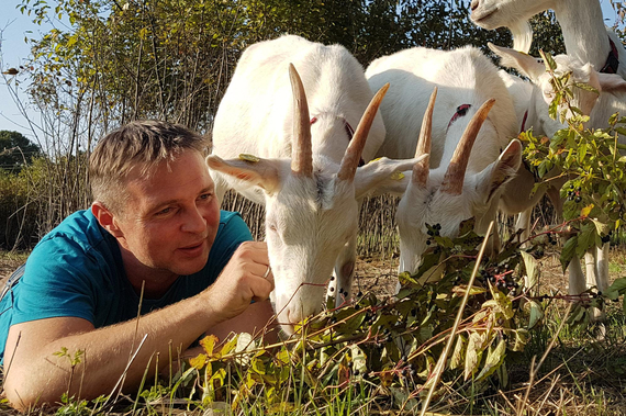 Stadtchef Andi Babler mit zwei Ziegen.