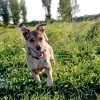 Hunde in Traiskirchen
