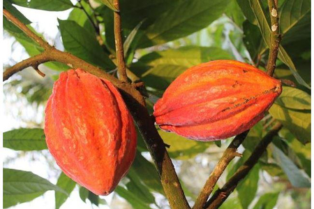 Eine Kakaopflanze mit Früchten.