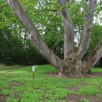 Schutz der Platane in Tribuswinkel