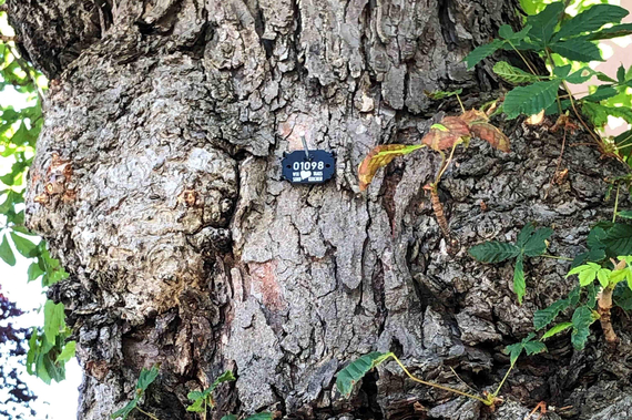 Baum