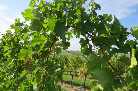 Weinreben.