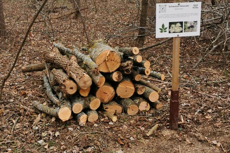Ein Haufen Totholz im Schlosspark Tribuswinkel