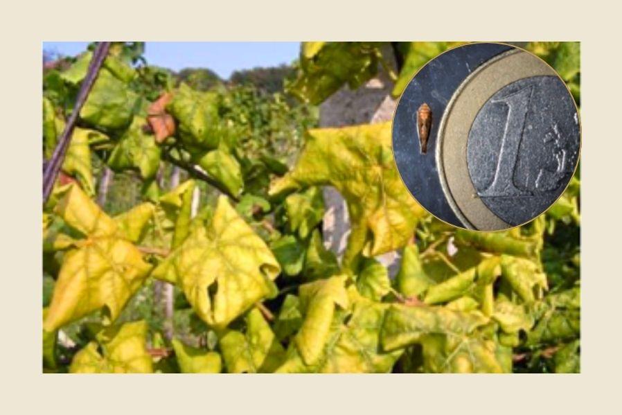 Erkrankung von Weinreben erwartet