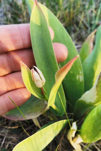 Wildtulpen.