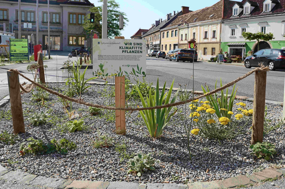 Klimafitte Pflanzen in einem Beet vor dem Rathaus Traiskirchen