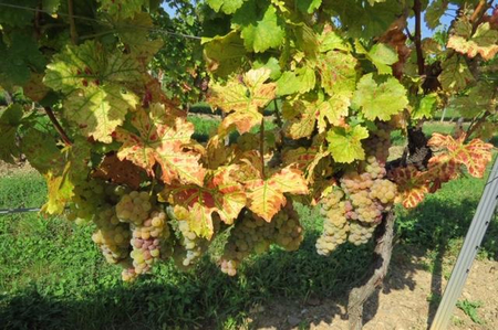 Ein Weinstock mit gelben Trauben.