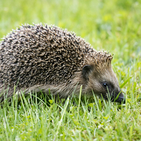 Wenn der Igel zur Kugel wird – und die Strasse zur Gefahr