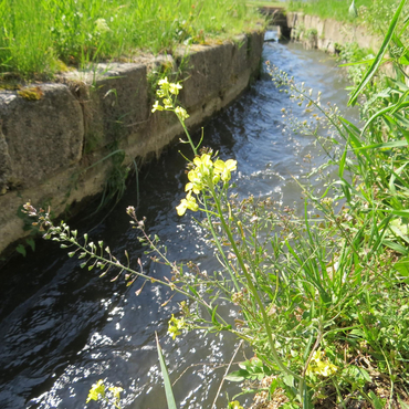 Link zu Naturjuwel Wiener Neustädter Kanal