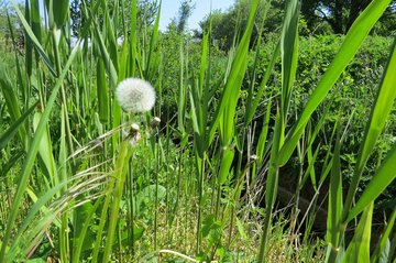 Pflanzen am Wiener Neustädter Kanal.
