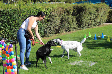 Hundebadetag Traiskirchen