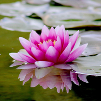 Link zu Naturheilkunde & Coaching
