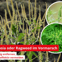 Ambrosia oder Ragweed – schön, aber gefährlich