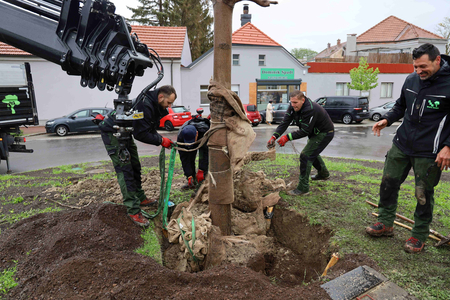 Baumpflege Blaha stellt den Baum auf