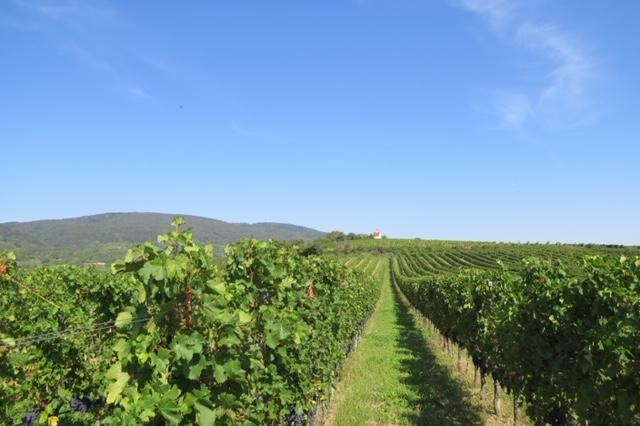 Traiskirchen ist ein Weinbauort mit Tradition