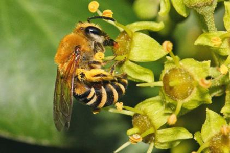 eine Wildbiene beim Sammeln von Nektar auf einer Blüte