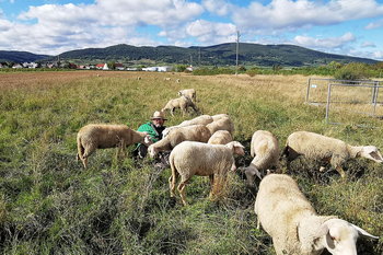 Hirte mit Schafen auf Wiese.