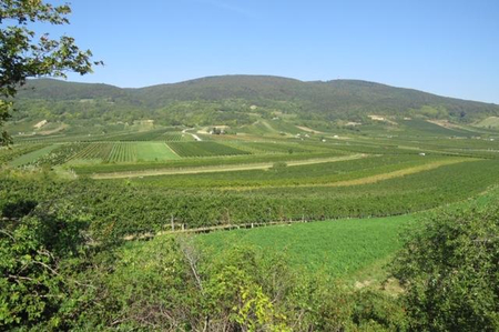 Weingärten bei Traiskirchen.
